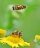 Eristalis nemorum